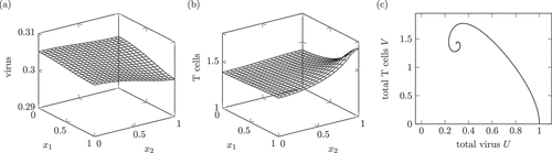 Figure 2. Dynamics of a solution of system (1) interpreted as a chronic infection course. (a) and (b) show the virus and T cell population at t=25.5, which is a time during the stationary phase. Around (x1,x2)=(1,1), the T cell population is higher due to the inflow area Θ. Starting with initial conditions u0(x)≡1 and v0(x)≡0, both populations tend in the phase diagram of the L1(Ω)-norms to a stationary distribution, compare (c).