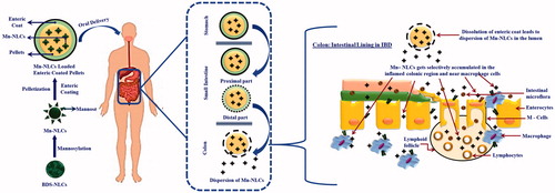 Figure 1. Schematic representation of performance of Mn-NLCs loaded CoDDS in IBD.