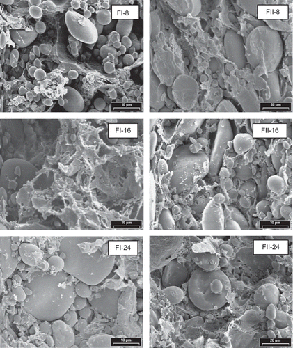 Figure 4 SEM photographs of doughs prepared in Brabender Farinograph. Magnification: 2600 x. Dough prepared with FI and FII flours. Mixing times: 8, 16, and 24 min.