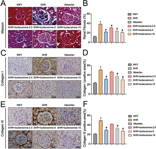 Figure 5 Isoliensinine reduced fibrosis in the renal interstitium and the levels of fibrosis markers in the kidney tissues of SHRs. (A) The collagen content in the kidneys of SHRs from each group was assessed using Masson trichrome staining. (B) The number of Masson trichrome-stained cells in the rats was calculated and IHC was performed to determine the positive areas. (C–F) IHC analysis was used to determine the protein expression of Collagen I and III. The number of collagen I and III-stained cells in the renal tissues was calculated and IHC was performed to detect the expressions of positive area. All micrographs were taken at 400x magnification with a scale bar of 50 µm. Results were presented as means ± standard deviations and statistical comparisons were made to the WKY (*P < 0.05 vs WKY) and SHR (#P < 0.05 vs SHR) groups. Representative images were depicted on left side and statistical graphs were shown on the right hand.