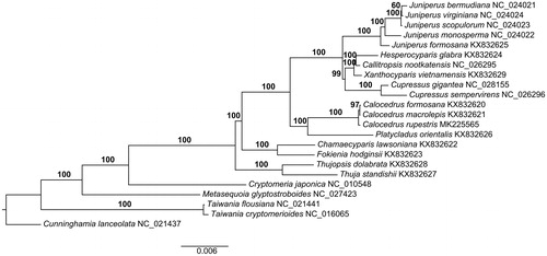 Figure 1. A maximum likelihood tree inferred from 73 plastome genes is shown. The numbers on branches are bootstrap support values.