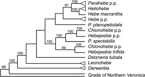 Figure 18 Relationships within southern hemisphere Veronica, showing phylogenetic positions of southern hemisphere segregate genera as accepted by de Lange & Rolfe (Citation2010) and Mark (Citation2012) (simplified from Albach & Meudt Citation2010, based on four cpDNA regions and ITS; posterior probabilities shown).