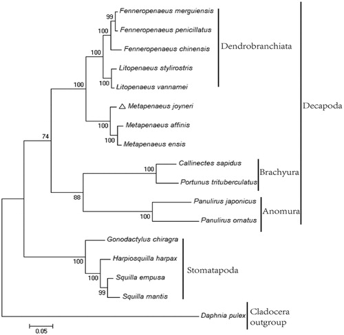 Figure 1. Phylogenetic tree of Metapenaeus joyneri and other crustacean species constructed using maximum likelihood method with concatenated mitochondrial PCGs. Daphnia pulex in Cladocera was adopted as the outgroup member. Numbers below each node indicated the ML bootstrap support values.