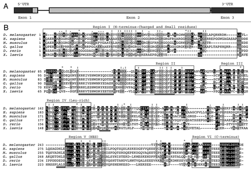 Figure 1 (A) Genomic structure of the dAven gene. The three predicted exons of dAven are represented by rectangles connected by lines representing introns. The first exon includes a 95-bp 5′-UTR (untranslated region; dark grey) and a 885-bp coding region (light grey), whereas the rest of the coding sequence is located within the second exon (grey box). The third exon is composed of a 185-bp 3′-UTR (dark grey). (B) Alignment of the predicted dAven protein sequence and Aven proteins from various vertebrate species. The predicted amino acid sequence of dAven (AY071046) was manually aligned with those of Aven proteins of human (NP_065104.1), mouse (NP_083120), bird (NP_001005791), frog (NP_001090621) and fish (NP_001038757) origins. Identical residues (white letters in black boxes) and highly conserved residues (white letters in dark grey boxes) in dAven that are conserved in at least two other species are highlighted. Other conserved residues are shown in black letters and a light grey box. (:) indicates small residues (G, A, S, P, T, D, N); (.) indicates charged residues (K, R, D, E, H); and (*) indicates polar residues (K, R, D, E, N, Q).