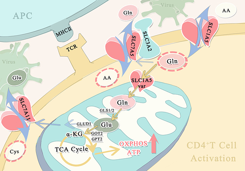 Figure 1 The biological process of glutamine metabolism in CD4+ T cells. Glutamine enters the cytoplasm with the help of several membrane transport proteins. Intracellular glutamine is transported into the mitochondrial matrix via the SLC1A5 variant (var) and subsequently converted to glutamate with the help of GLS. Then, by catalysis of GLUD1 or several aminotransferases, Glu was converted to α-KG, then participates in the TCA cycle and supports the OXPHOS pathway, which provides energy for CD4+ T cells activation and exerts antiviral functions.
