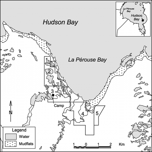 FIGURE 1. Map of La Pérouse Bay, Manitoba (58°44′N, 94°28′W), showing the five regions where transects were located: (1) Beach Ridge, (2) Lagoons and Ridges, (3) Mast River Delta, (4) Southern Supratidal Marsh, and (5) Eastern Intertidal Marsh. An arrow on the inset map indicates position of La Pérouse Bay on the Hudson Bay coast, approximately 40 km east of Churchill, Manitoba