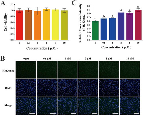 Figure 1. Cell viability and global H3K4me2 level of GFFs treated with different concentrations of 2-PCPA. (A) Cell viability of GFFs treated with different concentrations of 2-PCPA. Cell viability was indicated as the ratio of 2-PCPA treated groups relative to untreated ones. (B) Staining of H3K4me2 (green) and DNA (blue) in GFFs. (C) Relative fluorescence intensity compared with control group (0 μM) was calculated. The ratio of H3K4me2 to DAPI when GFFs were treated with 2-PCPA (0 μM) was set as 1.0. Data are presented as the mean ± SD of three independent experiments. Different superscripts represent significant difference between treated group and control group (p < 0.05). H3K4me2: H3K4 dimethylation; GFFs: goat fetal fibroblast cells; 2-PCPA: trans-2-Phenylcyclopropylamine. Scale bar = 50 μm.