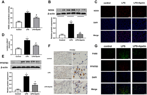 Figure 8 Apelin-13 alleviated oxidation levels and reduced PFKFB3-driven glycolysis in mice with LPS-induced lung injury. (A) Mice were injected intraperitoneally with apelin-13 or vehicle after LPS instillation, and 6 h later, their lung were harvested. H2O2 concentrations in lung homogenates were tested. (B) NOX4 protein levels in the lungs were detected by Western blot. (C) Immunofluorescence images for NOX4 staining (red) in different groups of lung sections. Nuclei were stained with DAPI (blue). Scale bar, 100 μm. (D) Lactate concentrations were detected in different groups of BALF. (E) PFKFB3 protein levels in lung homogenates were assessed by Western blot. (F) The expression of PFKFB3 was detected by immunohistochemistry. (G) Immunofluorescence was performed to examine the colocalization of PFKFB3 (red) and F4/80 (green) in lung sections. Nuclei were stained with DAPI (blue). Scale bar, 100 μm. Data were expressed as mean ± SD. *P<0.05 versus control group, #P<0.05 versus the LPS treatment group (n=6).