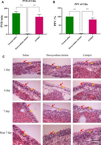 Figure 1 Hemolysis test and ciliotoxicity test shown catalpol is safety via nasal administration (A) the PVD of cilia; (B) the PPV of cilia; (C) damage of catalpol nasal drops on nasal mucosa of rats (400×, n=3,“Display full size”indicates nasal cilia,“Display full size” indicates epithelial cell). you may use the arrow to show the effects (the data are presented as the mean ± S.D., n = 3, **p < 0.01).