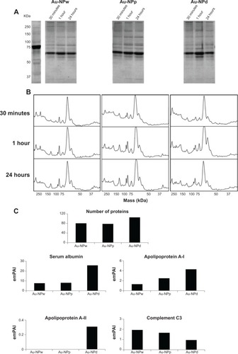 Figure 5 Time evolution and composition of protein corona. (A) Sodium dodecyl sulfate–polyacrylamide gel of corona protein on Au-NPw, Au-NPp, and Au-NPd at 30 minutes, 1 hour, and 24 hours. Left lane: protein molecular weight markers. (B) ImageJ profile of protein corona formed on each Au-NP at 30 minutes, 1 hour, and 24 hours. (C) Histograms representing the expression of C3 complement proteins and apolipoproteins (A-I, A-II, and E) adsorbed on Au-NPw, Au-NPp, and Au-NPd.Abbreviations: Au-NPs, gold nanoparticles; Au-NPd, Au-NPs prepared in dextran; Au-NPp, Au-NPs prepared in polyethylene glycol; Au-NPw, Au-NPs in pure deionized water; emPAI, Exponentially Modified Protein Abundance Index.