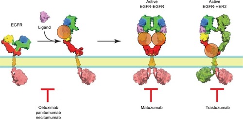 Figure 2 The mode of action of biopharmaceutical mAbs in EGFR targeting.Notes: Cetuximab, panitumumab, and necitumumab competitively block the binding of EGF and TGFα to EGFR, thus inhibiting receptor autophosphorylation induced by EGFR ligands. Binding of matuzumab to EGFR prevents the conformational rearrangement required for its dimerization. Trastuzumab binds to extracellular domain IV of ErbB2/HER2, although the exact mechanism of trastuzumab action is not fully established. Whilst domain IV does not contribute directly to the dimerization process, some proteolytic cleavage of domain IV by metalloproteinases is necessary for proper dimerization to proceed. Therefore, the binding of trastuzumab to domain IV blocks its proteolytic cleavage and, consequently, the subsequent dimerization of HER2, which may explain its antiproliferative activity.Citation50–Citation52Abbreviations: mAb, monoclonal antibody; EGFR, epidermal growth factor receptor.