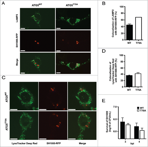 Figure 8. Inhibition of autolysosomal fusion. (A) atg5 KO cells reconstituted with either wild-type ATG5 (WT) or ATG5T75A (T75A), in which threonine (T75) has been mutated to alanine, were infected with SH1000-RFP, fixed, stained with anti-LAMP2 and analyzed by confocal microscopy. Images were taken 4 hpi. Scale bars: 11 µm. (B) Quantification of the experiment shown in (A). The percentage of intracellular S. aureus colocalizing with LAMP2 is shown. 50 cells per condition were analyzed. Data are represented as mean ± SEM of 2 independent experiments. (C) ATG5 WT or ATG5T75A cells were infected with SH1000-RFP, fixed, stained with LysoTracker Deep Red and analyzed by confocal microscopy. Images were taken 4 hpi. Scale bars: 10 µm. (D) Quantification of the experiment shown in (C). The percentage of intracellular S. aureus colocalizing with LysoTracker Deep Red is depicted. 50 cells per condition were analyzed. Data are represented as mean ± SEM of 4 independent experiments. (E) MEF cells reconstituted with wild-type ATG5 (ATG5 WT) and atg5 KO MEFs were infected with SH1000 wild-type. Survival of intracellular S. aureus was measured hourly.