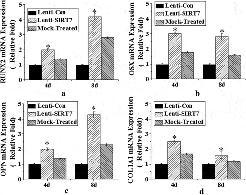 Figure 4. The mRNA expression levels of various genes in osteoblasts (Lenti-SIRT7: SIRT7 knockout group; Lenti-con: control group; Mock-Treated: simulation Group (not added with any lentivirus but added with a lentivirus transfer agent). a. RUNX2 gene; b. OSX gene; c. OPN gene; d. COL1A1 gene (*: compared with the control group, P < 0.05)).