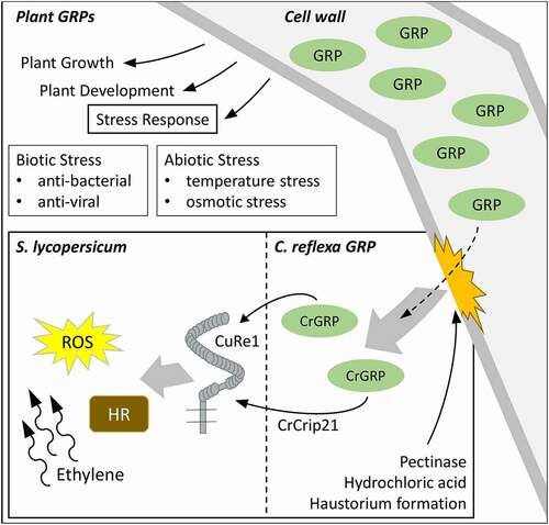 Figure 2. Roles of GRPs in plants and how CrGRP can initiate host defense during haustorium formation. GRPs belong to a superfamily of proteins that are able to fulfill multiple roles in plant growth, plant development and stress responses. In Cuscuta-host interactions, the cell wall derived CrGRP, or its minimal motif CrCrip21, is released naturally during host invasion or by pectinase and hydrochloric acid treatment. CrGRP/CrCrip21 is recognized by tomato CuRe1 and initiates defense responses like hypersensitive response (HR), reactive oxygen species (ROS) – and ethylene-production