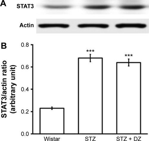 Figure 4 Effect of Du-Zhong on protein expression of STAT3 in renal tissues of rats.