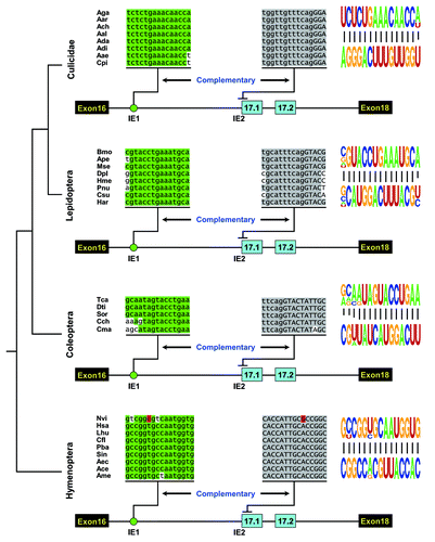 Figure 2. Phylogenetic arrangement of cis intronic elements within the alternative exon 17 cluster of insect Dscam. A schematic diagram of the partial pre-mRNA with constitutive exons depicted as black boxes, alternative exons as blue boxes, and introns as lines. These organisms represent species from four major orders of Insecta: Diptera (Culicidae), Lepidoptera, Coleoptera, and Hymenoptera. Above are sequences of taxonomically restricted consensus elements (IE) of various species (see Table S1 for abbreviations). The most identical nucleotides at each position are indicated by different colors. The conserved intronic elements could pair with an intron-exon boundary sequence of exon 17.1, although their primary sequences diverged. Nucleotide covariations that maintain the structural integrity of the dsRNA are shaded in red. Pictogram of the sequences of the dsRNA stem core in each order are shown on the right.