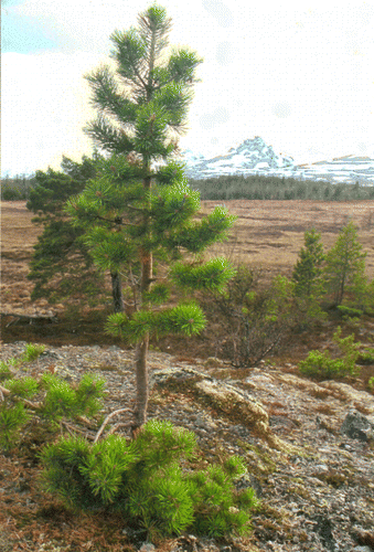 Fig. 9. A pine (Pinus sylvestris) sapling outside the permanent plots, displaying characteristically unusually long and vital needles (Photo: Leif Kullman, 7 May 2004)