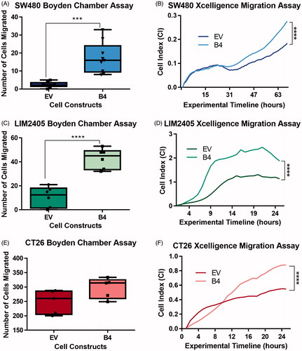 Figure 3. Migration of SW480, LIM2405 and CT26 cells in vitro. (A) Quantification of the number of migrated SW480 cells in Boyden Chamber assays (N = 9/cell construct). (B) SW480 Xcelligence migration assay depicting the migration measured in real time over 70 hours (N = 3/cell construct). (C) Quantification of the number of migrated LIM2405 cells in Boyden Chamber assays (N = 6/cell construct). (D) LIM2405 Xcelligence migration assay depicting the migration measured in real time over 24 hours (N = 6/cell construct). (E) Quantification of the number of migrated CT26 cells in Boyden Chamber assays (N = 6/cell construct). (F) CT26 Xcelligence migration assay depicting the migration measured in real time over 24 h (N = 3/cell construct). ***p < .001, ****p < .0001.