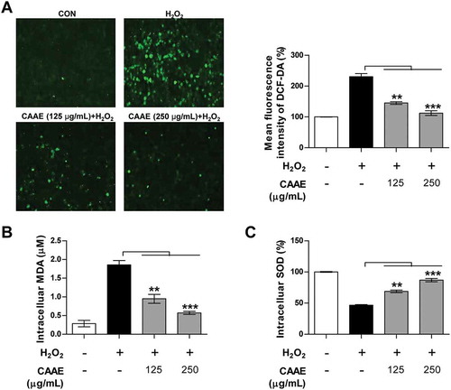 Figure 2. Effect of CAAE on intracellular ROS, MDA and SOD levels against H2O2-induced oxidative stress in HT22 hippocampus cells.(a) The cells were incubated with indicated concentrations of CAAE for 1 h, and then stimulated with or without H2O2 (600 μM) for 3 h. ROS generation was measured using a probe; DCF-DA fluorescence (Green fluorescence) was measured by confocal microscopy. Immune-stained cells were chosen by using a fluorescence microscope with 40× objective. (b, c) HT22 cells were incubated with CAAE for 1 h, then were stimulated with or without H2O2 (600 μM) for 9 h. MDA (b) and SOD (c) levels were analyzed using enzymatic kits. All data are expressed as the mean ± SD (n = 3 samples). p < 0.05, **p < 0.01 and ***p < 0.001. Each experiment was repeated at least 3 times, and similar results were obtained. CON: non-treated cells.