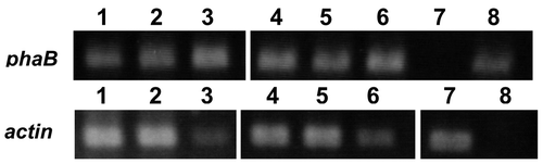 Fig. 2. RT-PCR of transgenic tobacco harboring phaB and phaC genes.Notes: 1-3: transformants of pRIphaC-phaB(WT), 4-6: transformants of pRIphaC-phaB(TS), 7: wild-type BY2, and 8: positive control (plasmid).