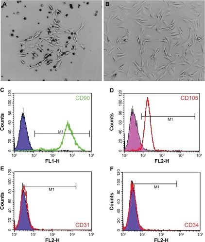 Figure 6 Rat BMMSC culture and identification. A single cell clone is found on the fourth day of primary cell culture (A) and spindle-shaped cells are found after passage (B). Flow cytometry results show that BMMSCs are positive for CD90 and CD105, but negative for CD31 and CD34 (C–F).Abbreviation: BMMSCs, bone marrow mesenchymal stem cells.