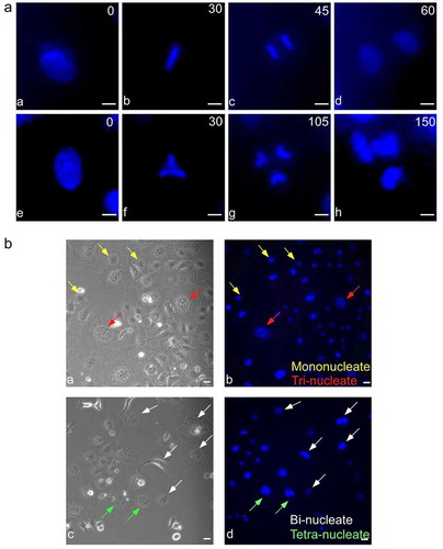 Figure 1. Mitosis of HeLa cells under neutral pH condition. (a) HeLa cell nuclei were stained with Hoechst 33,342 dye and recorded by time-lapse imaging. (a) Mono-nucleate mother cell, (b) undergoing metaphase, (c) reaching anaphase, and (d) dividing into two daughters at 60 minutes. (e) Another mono-nucleate mother cell, (f) a triangular metaphase plate, (g) reaching anaphase, and (h) dividing into three daughters at 150 minutes. (b) Mother cells shown by phase contrast (left panels) or staining with Hoechst 33,342 (right panels). Colored arrows indicate mono-nucleate (yellow), bi-nucleate (white), tri-nucleate (red) and tetra-nucleate (green) cells. See Supplementary Figure S1 for snapshots of HeLa, HepG2 and A549 cells under different treatments. Also see videos 1 and 2 corresponding to a-d and e-h, respectively, in Part A