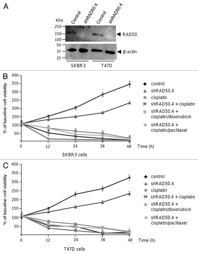 Figure 4. RAD50 silencing by RNA interference sensitizes SKBR3 and T47D breast cancer cells to combined therapy. (A) Western blot assays for RAD50 in SKBR3 and T47D cells. Total proteins isolated from non-transfected and shRAD50.4-transfected cells were resolved by SDS-PAGE, transferred to PVDF membrane and blotted with anti-RAD50 antibodies. β-actin was detected as internal loading control. (B and C) Cell growth curves of (B) SKBR3 and (C) T47D cells transfected with shRAD50.5 and treated with cisplatin (25.8 μM), cisplatin plus doxorubicin (2.5 μM), and cisplatin plus paclitaxel (0.2 μM). Cell viability was evaluated after 12, 24, and 48 h of treatment. Non-transfected and shRAD50-transfected cells were used as controls. Graphs show the mean value of three independent experiments ± SD.