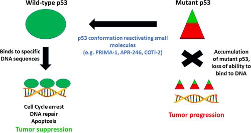 Figure 2 Strategy for targeting conformationally altered mutant p53 by small molecule drugs to regain anti-tumor functions. Triangles depict altered shape of wild-type p53 protein which accumulates in cells.