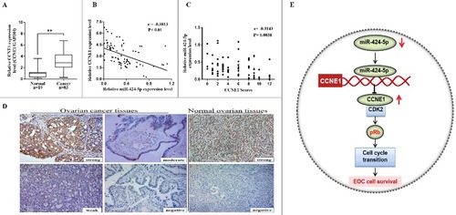 Figure 5. Inverse correlation between miR-424-5p and CCNE1 expression in EOC tissues. (A) CCNE1 mRNA expression level was remarkably higher in 83 EOC tissues than in 19 corresponding normal tissues (##p<0.01). (B) miR-424-5p expression level was inversely correlated with CCNE1 mRNA expression in EOC tissues (n = 83, r = −0.3813, ##p<0.01) by Spearman's correlation analysis. (C) The staining score of CCNE1 inversely correlated with miR-424-5p levels in 83 EOC tissues. (Spearman's correlation analysis, r = −0.3143, p = 0.0038). (D) Representative immunohistochemical analyses of CCNE1 in normal ovarain tissues and EOC tissue with different intensity score (strong, moderate, week, negative) (X200). (E) Schematic depicting the regulation of cell survival by miR-424-5p in epithelial ovarian cancer.