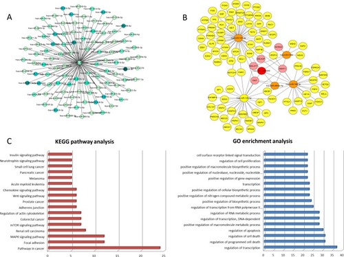 Figure 3 Bioinformatics analyses of Circ-CDYL and miRNAs, lncRNAs and mRNAs. (A) Relative miRNA response elements. Darker color represents stronger relevance. (B) CircRNA-miRNA-mRNA/lncRNA co-expression network. The red, orange, pink, and yellow nodes represent circRNA, miRNA, lncRNA, and mRNA, respectively. (C) KEGG pathway analysis and GO enrichment analysis of related mRNAs. MAPK: mitogen- activated protein kinase