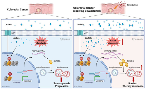 Figure 7. In colorectal cancer cells, high histone lactylation level induced by aerobic glycolysis promotes the transcription of RUBCNL, which enhances autophagy through promoting autophagasome maturation, and contributes to colorectal cancer tumorigenesis and progression. When receiving bevacizumab, the glycolysis of cancer cell in hypoxic regions may be further enhanced, followed by higher levels of histone lactylation and RUBCNL is transcriptionally upregulated by histone lactylation, which contributes to colorectal cancer cells survival and therapy resistance.