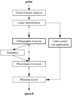 Figure 1. Dual route cascading (DRC) model of reading. The direct series of processes constituting the lexical route are connected with dashed lines, while the nonlexical route components are connected with dotted lines. Shared input and out components are in solid lines.