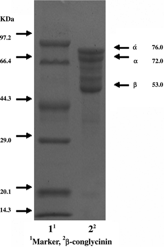 Figure 1.  SDS-PAGE of β-conglycinin. The protein molecular weight marker (low; KDa): phosphorylase b 97.200; bovine serum albumin, 66.400; ovalbumin, 44.300; carbonic anhydrase, 29.000; soybean inhibitor, 201.00; α-lactalbumin, 14.300.