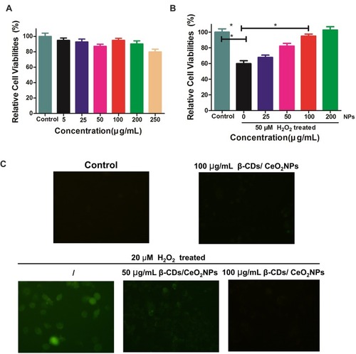 Figure 3 (A) Viabilities of HaCaT incubated with varied concentrations of β-CDs/CeO2 NPs for 48 h; (B) HaCaT viabilities for the protective capabilities of β-CDs/CeO2 NPs by different doses after being treated with 50 µM H2O2; (C) the fluorescence images of HaCaT cells after various treatments with H2O2 (20 µM) only, β-CDs/CeO2 NPs (100 µg/mL) only, H2O2 and β-CDs/CeO2 NPs stained with DCFH-DA.