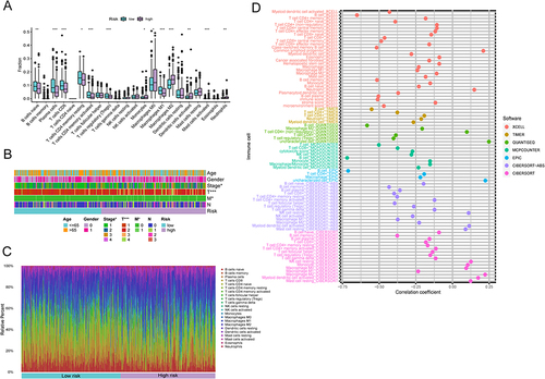 Figure 3 The TME panorama in LUAD and the attributes of distinct IRGPI subcategories. (A) The distribution of TME cells across various IRGPI subgroups using the CIBERSORT approach. The scattered data points depict the immune scores of the two subgroups. Bold lines indicate the median value. The lower and upper extremes of the boxes represent the 25th and 75th percentiles (interquartile ranges), respectively. Noteworthy statistical disparities between the two subgroups were evaluated via the Wilcoxon test (* P <0.05; ** P <0.01; *** P <0.001). (B-C) The IRGPI classification and proportions of TME cells for 346 patients within the TCGA cohort. Patient annotations encompass age, tumor stage, gender, T, M, N, and tumor stage. (D) Visualization of immune cell patterns for diverse IRGPI subgroups across multiple platforms.