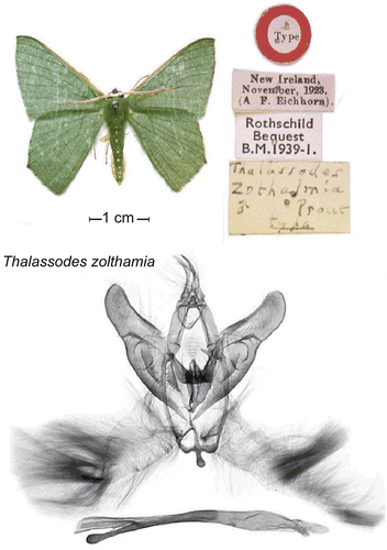 Figure 2.  Dissection and digital imaging of a New Guinea Thalassodes moth..