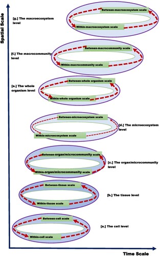 Figure 1. A conceptual representation of the seven main levels of organization of an infectious disease system in the curved and discretized four-dimensional space–time which combines the three dimensions of space and one dimension of time into a single four-dimensional manifold based on the replication–transmission relativity theory. The seven main levels of organization of an infectious disease system are [Citation1,Citation3,Citation6,Citation19]: (a) the cell level – which consists of the within-cell scale as the microscale and the between-cell scale as the macroscale, (b) the tissue level – which consists of the within-tissue scale which as the microscale and the between-tissue scale as the macroscale, (c) the organ level or microcommunity level – which consists of the within-organ or within-microcommunity scale as the microscale and the between-organ or between-microcommunity scale as the macroscale, (d) the microecosystem level – which consists of the within-microecosystem scale as the microscale and the between-microecosystem scale as the macroscale, (e) the whole organism level – which consists of the within-whole organism scale as the microscale and the between-whole organism scale as the macroscale, (f) the macrocommunity level – which consists of the within-macrocommunity scale as the microscale and the between-macrocommunity scale as the macroscale and (g) the macroecosystem level – which consists of the within-macroecosystem scale as the microscale and the between-macroecosystem scale as the macroscale.