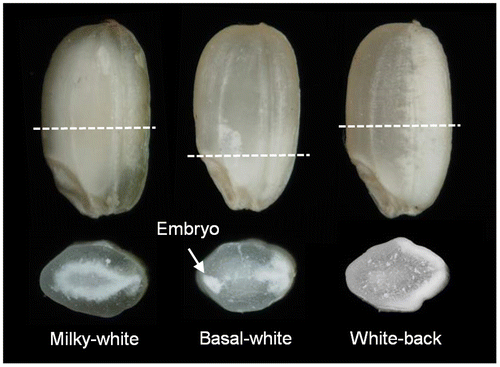 Figure 3. Major types of chalky grains induced by heat damage. The photos below are the transverse sections.