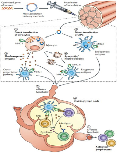 Figure 2. TB DNA-vaccine action mechanisms.Note: TB DNA vaccines induce immunogenicity and immune response in the host by improving the delivery process of the vaccine to the nucleus and optimizing the precise combinations of antigens.