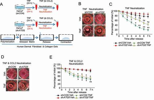 Figure 6. Autophagy in keratinocytes regulates fibroblast activation. (A) Schematic summary of experimental procedure. (B) Representative phase-contrast image and (C) quantification of collagen-based cell contraction in human dermal fibroblast cells with or without conditioned medium from HaCaT cells infected with shCON or shATG5 and treated with TNF for 48 h. TNF in medium was neutralized before being added to human dermal fibroblast cells. (D and E) Representative phase-contrast image (D) and quantification (E) of collagen-based cell contraction in human dermal fibroblast cells with or without conditioned medium from HaCaT cells stably transfected with shCON or shATG5 treated with TNF for 48 h. TNF and CCL2 in medium were neutralized before being added to human dermal fibroblast cells. *P < 0.05, **P < 0.01, compared with the corresponding vehicle (Veh) group. #, P < 0.05, compared with the shCON TNF group. Student’s t-test. Results were obtained from at least three independent experiments