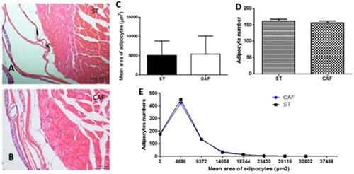 Figure 1. Subcutaneous adipocytes. Transversal section of subcutaneous zebrafish adipocytes of ST (A) and CAF (B) diets. HE; bars = 100 μm. Comparison of the mean area of adipocytes (C), adipocyte numbers (D), and adipocyte mean area distribution histogram (E) between ST and CAF diets. The results of quantitative studies are expressed as mean ± standard error of the mean, according to the Student's t-test.