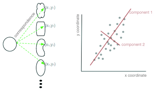 Figure 3. Schematic of principal component analysis (PCA) in geometric space. Two dimensional shapes are assigned polar coordinates (x,y) so that many, disparate shapes can be statistically compared on one graph. From this graph, the principal components of variation can be determined by which lines best identify the largest variance of the data (red lines).
