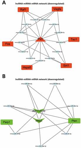 Figure 8. lncRNA-miRNA-mRNA network construction. (A) Upregulated lncRNA-mediated lncRNA-miRNA-mRNA regulatory network. (B) Downregulated lncRNA-mediated lncRNA-miRNA-mRNA regulatory network. In the figure, red represents upregulation, green represents downregulation, the square represents genes, the ellipse represents miRNAs, the triangle represents upregulated lncRNAs, and V-shape represents downregulated lncRNAs.