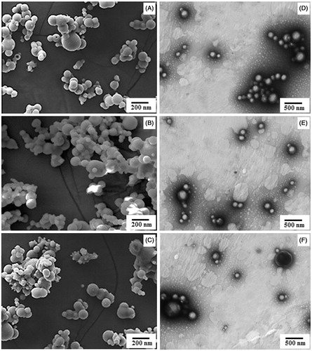 Figure 1. Comparative SEM (left) and TEM (right) images of (A and D) PNIPAM-CUR, (B and E) PNIPAM-DMC and (C and F) PNIPAM-BDMC.