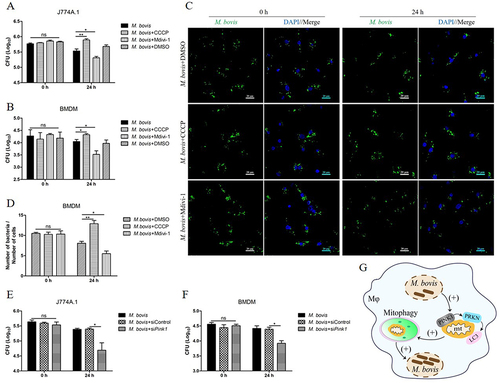 Figure 3. The induction of mitophagy enhances the intracellular survival of M. bovis. (A and B) J774A.1 and BMDM were treated with DMSO (0.2%), CCCP (10 μM) or Mdivi-1 (20 μM) for 2 h and then infected with M. bovis at MOI of 10 for 24 h. Intracellular M. bovis load were measured by colony-forming units (CFU). (C) BMDM were treated with DMSO (0.2%), CCCP (10 μM) or Mdivi-1 (20 μM) for 2 h, then infected with M. bovis (MOI = 10). Intracellular M. bovis load was analyzed by confocal microscopy at 0 h and 24 h post-infection. (D) The ratio of bacteria number to cells number. One hundred cells in 10 fields were counted in each group. (E and F) J774A.1 and BMDM were transfected with Pink1 siRNA (25 nM) and negative control siRNA (25 nM) for 48 h and then infected with M. bovis (MOI = 10). Intracellular M. bovis load were measured by CFU at 0 h and 24 h post-infection. (G) Schematic illustration of the results of Figure 3. Data shown as means ± SEM from three independent experiments. Statistical analysis was done by using Unpaired t-test (two-tailed). *p < 0.05, **p < 0.01, ns, not significant.