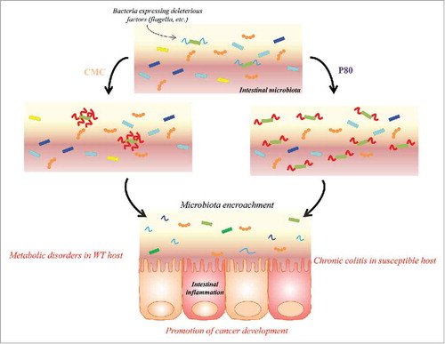 Figure 1. Dietary emulsifiers directly impact the intestinal microbiota, increasing their pro-inflammatory potential. Carboxymethylcellulose (CMC) is directly impacting bacterial gene expression, leading to an increase expression of molecules with pro-inflammatory potential. Polysorbate 80 (P80) is altering microbiota composition, favoring the expansion of bacteria with pro-inflammatory potential. In both cases, such altered microbiotas are able to penetrate the normally sterile mucus layer, leading to intestinal inflammation that manifest as chronic inflammatory disorders in genetically susceptible individuals or insulin resistance and associated metabolic syndrome in unimpaired host. Moreover, altered microbiota following emulsifier exposure predispose to colon cancer development.