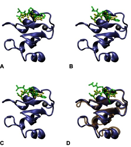 Figure S2 Structures of the monovalent complex formed by BIR2 and AT-406. Among the top three docking structures (A, B and C), the third structure (C) was selected and subjected to a 25 ns MD run, since it has a binding mode most similar (RMSD 1.123Å) to the complex formed by the AVPI sequence and the BIR2 domain in PDB entry 4J46. The RMSD is calculated between backbone heavy atoms of AVPI in 4J46 and the corresponding atoms of AT-406. The structure (D) after the 25 ns MD was used to construct the bivalent complex. In contrast, for (A) and (B) the corresponding RMSDs are 1.866Å and 1.130Å. The structures of BIR2 and AVPI in PDB entry 4J46 are shown in the iceblue NewCartoon and the yellow CPK representations, while the docked AT-406 is shown in the green Licorice representation. The structure of BIR2 after the MD run is shown in the ochre NewCartoon representation in (D). The zinc atom (the gray ball) is not involved in the binding site.