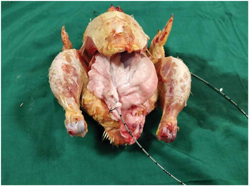Figure 3. Bovine kidney placed inside chicken carcass.