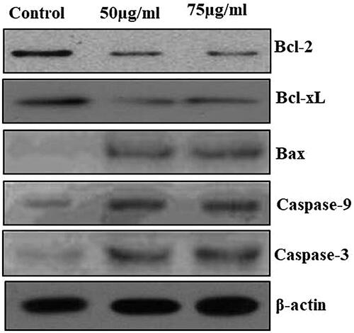 Figure 9. The anticancer effect of MT-AuNPs on apoptotic signaling proteins in HepG2 cell lines were examined by Western blotting technique. The cells were treated with MT-AuNPs (50 and 75 μg) for 24 h and the protein expressions of Bcl-2, Bax, Bcl-XL, caspase-3 and caspase-9 were determined. β-actin was used as a loading control.