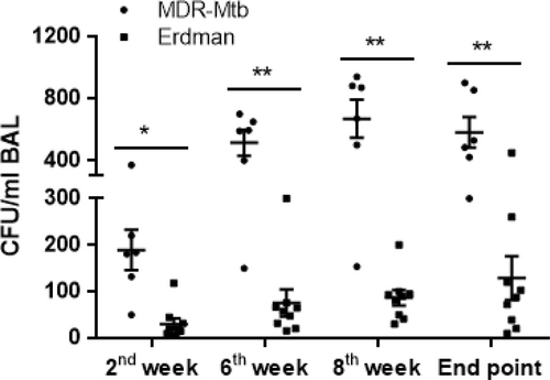 Fig. 1 MDR-Mtb disseminated to the airway more effectively than Erdman-Mtb during the early infection process.Data are represented as the median number ± SEM of M. tuberculosis bacilli in the BALF at different time points after pulmonary infection that was introduced by bronchoscope-guided inoculation of MDR-Mtb and Erdman-Mtb. ***p < 0.001, **p < 0.01, *p < 0.05, according to nonparametric comparisons between groups infected with MDR-Mtb (n = 6) and Erdman-Mtb (n = 9)